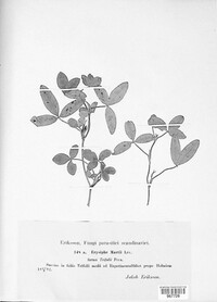 Erysiphe trifolii image